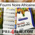 African Black Ant 11